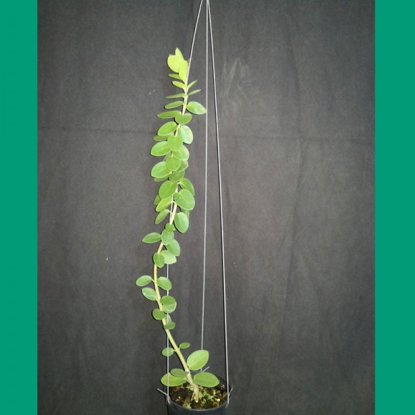 Hoya Cummingiana