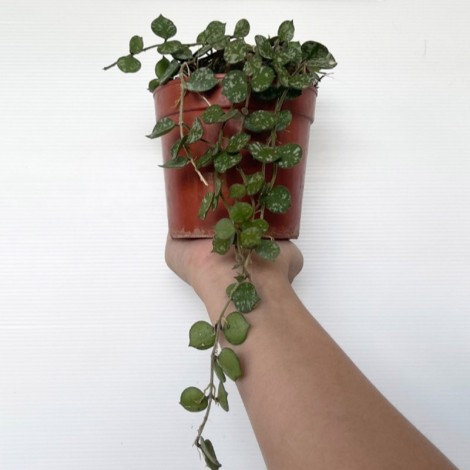 Hoya Curtisii