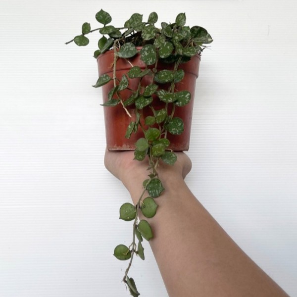 Hoya Curtisii