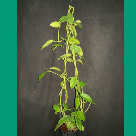 Hoya CV Ruthie