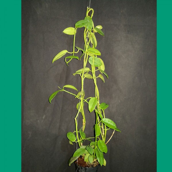 Hoya CV Ruthie