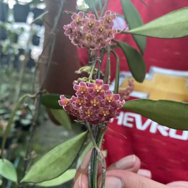 Hoya David Cummingii