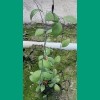 Hoya Erythrostemma