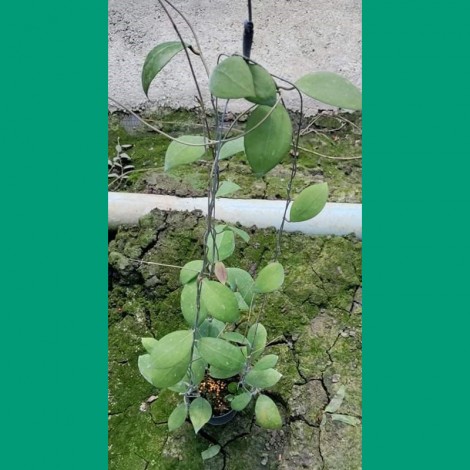 Hoya Erythrostemma