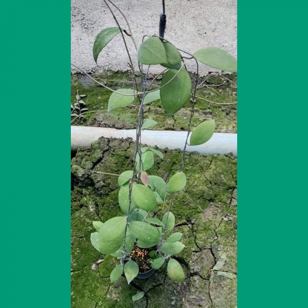 Hoya Erythrostemma