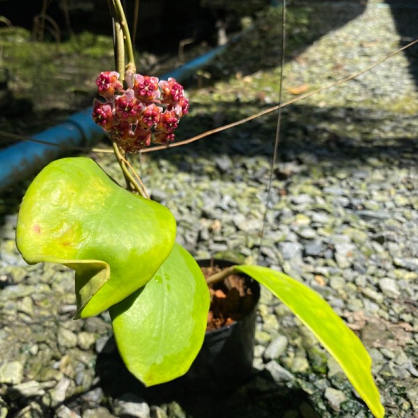 Hoya Excavata
