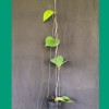 Hoya Glabra 