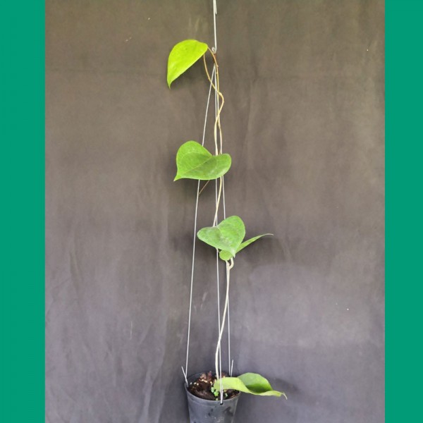 Hoya Glabra 