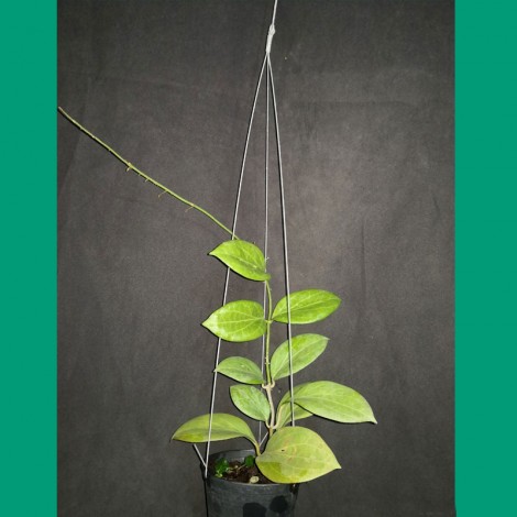Hoya Hellwigiana