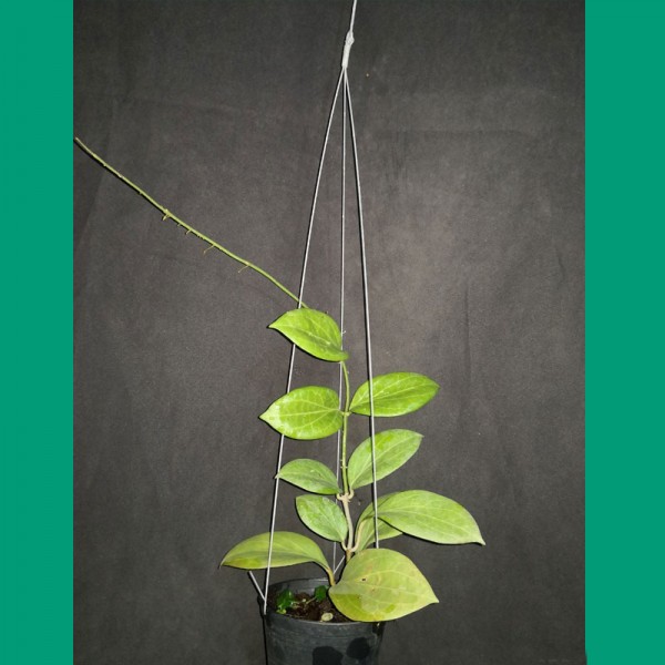 Hoya Hellwigiana