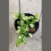 Hoya Heuschkeliana