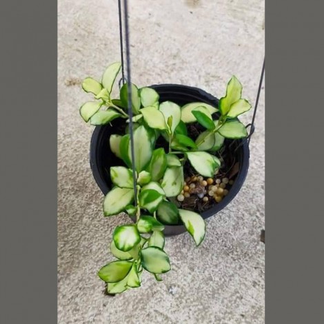 Hoya Heuschkeliana