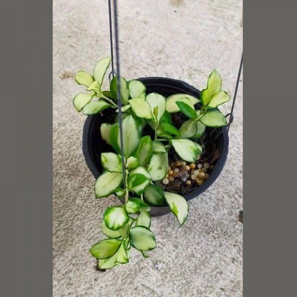 Hoya Heuschkeliana