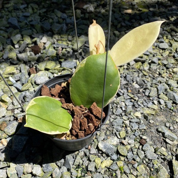 Hoya Incrassata Albo