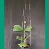 Hoya Kerrii Splash