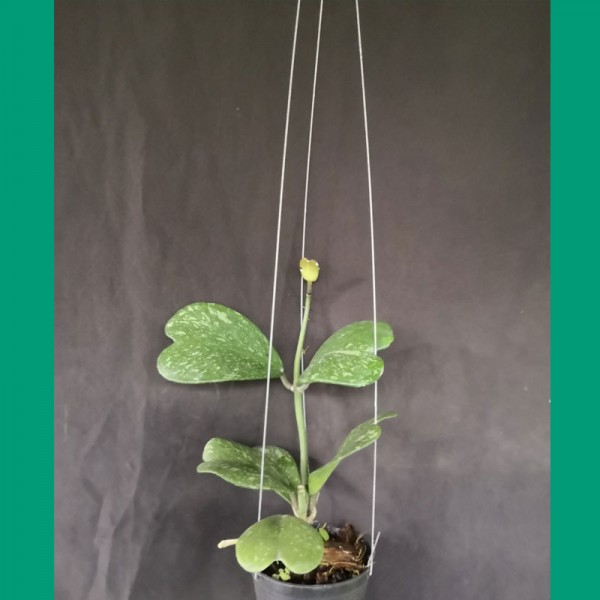 Hoya Kerrii Splash