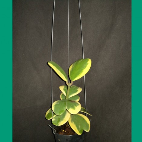Hoya Kerrii Variegata