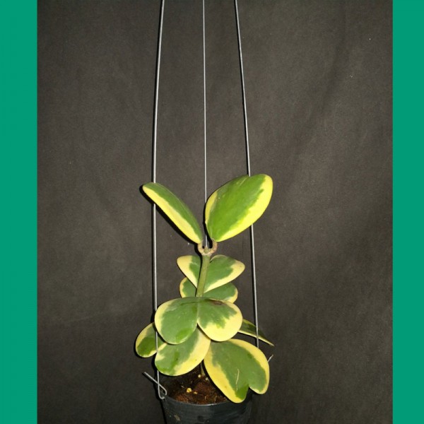 Hoya Kerrii Variegata