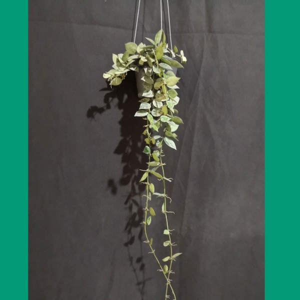 Hoya Krohniana silver