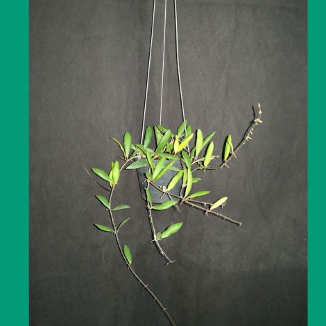 Hoya Loheri