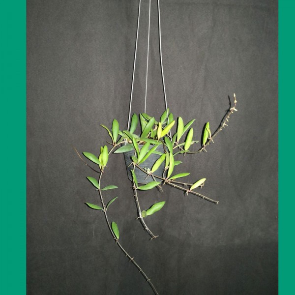 Hoya Loheri