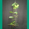 Hoya Meliflua