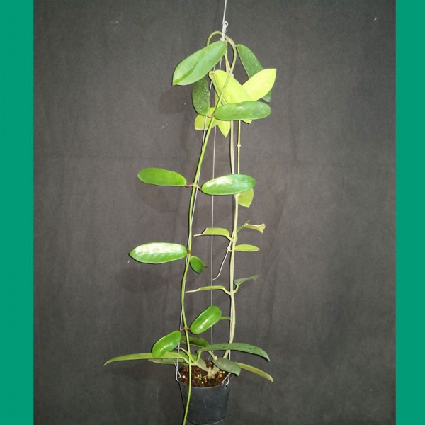Hoya Meliflua