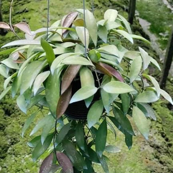Hoya Memoria seed