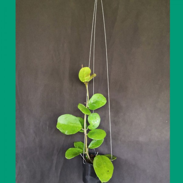 Hoya Obovata