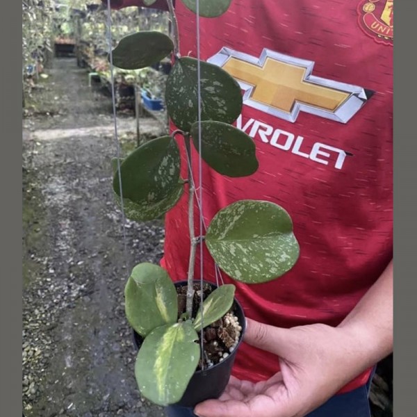 Hoya Obovata Splash