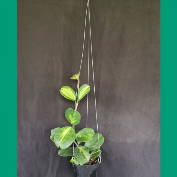 Hoya Obovata Variegated