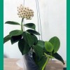 Hoya Pachyclada Green
