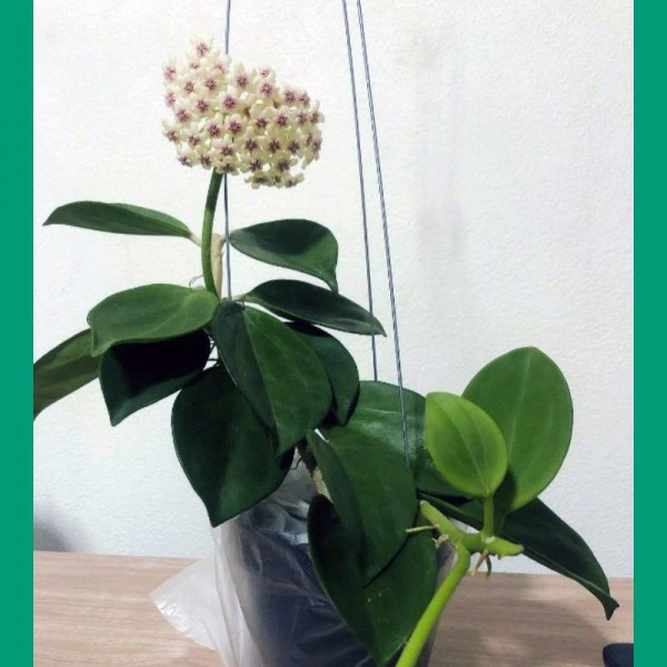 Hoya Pachyclada Green