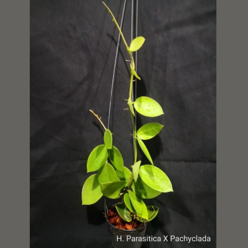 Hoya Parasitica x Pachyclada