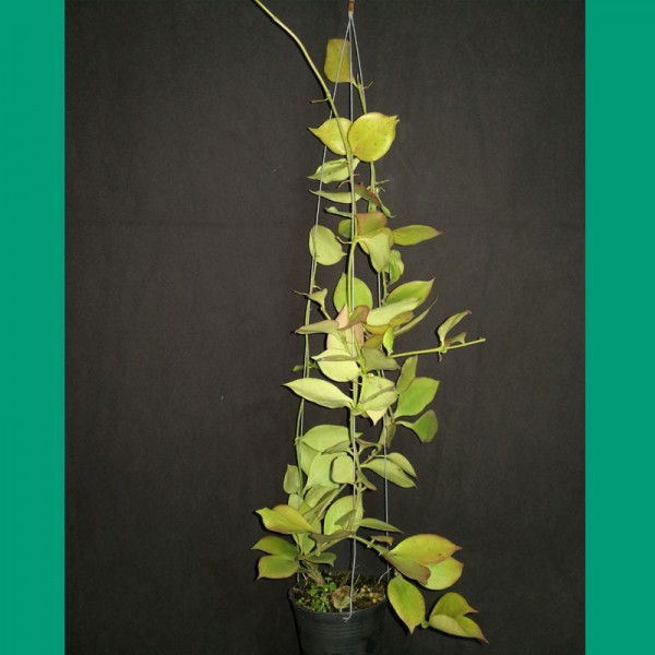Hoya Pseudo Littoris