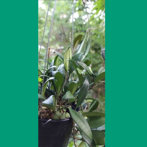 Hoya Rosita