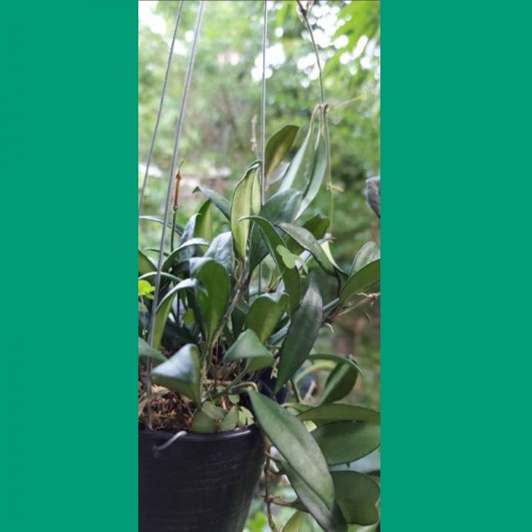 Hoya Rosita