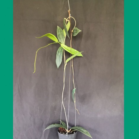 Hoya Soligamiana