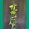 Hoya UT 039