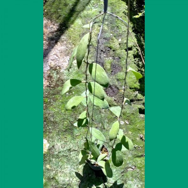 Hoya sp. UT 168