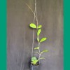 Hoya Viola