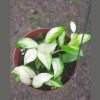Hoya Walliniana Variegated