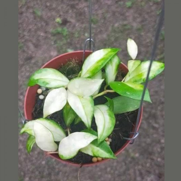 Hoya Walliniana Variegated