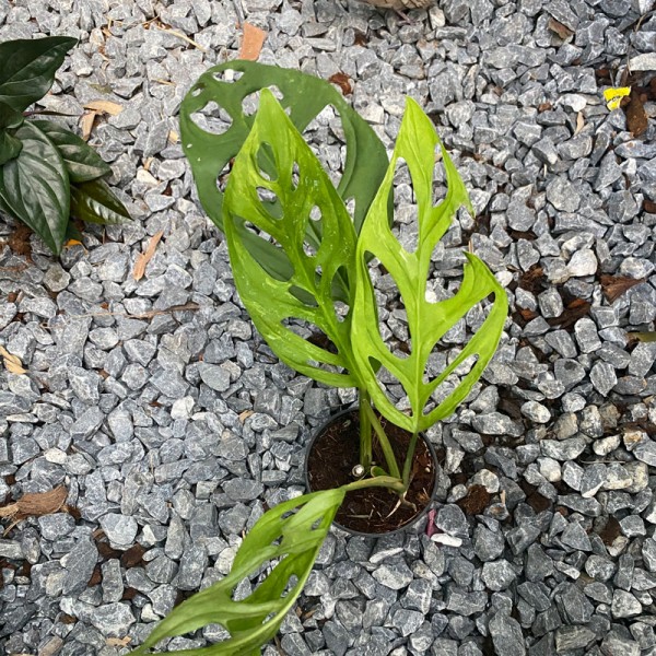 Monstera Adansonii