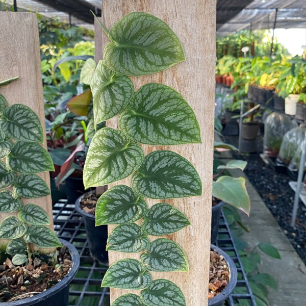 Monstera Dubia