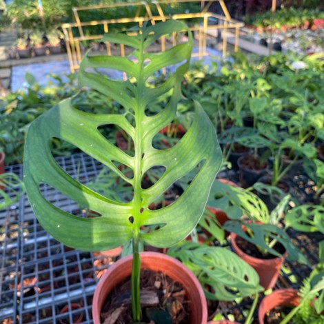 Monstera Esqueleto (Per Leaf)