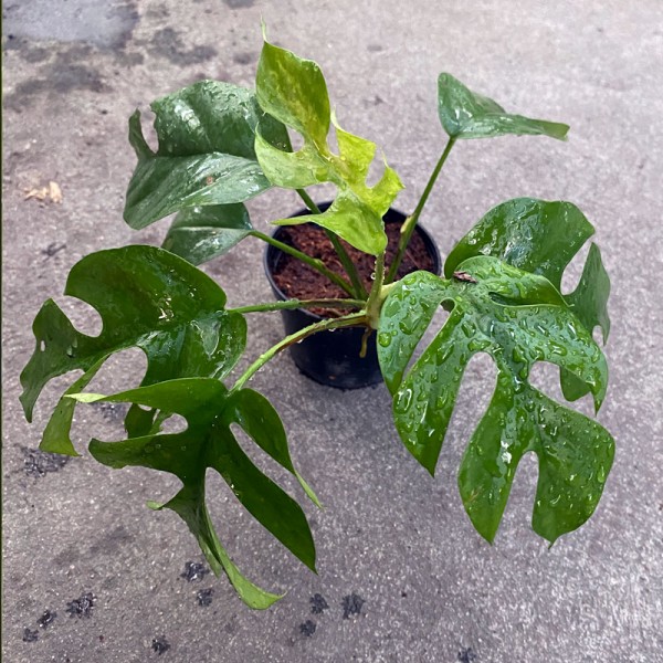 Monstera Ginny