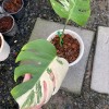 Monstera Japan
