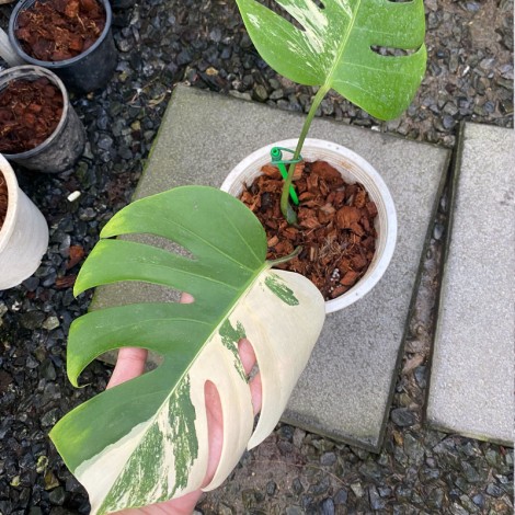 Monstera Japan