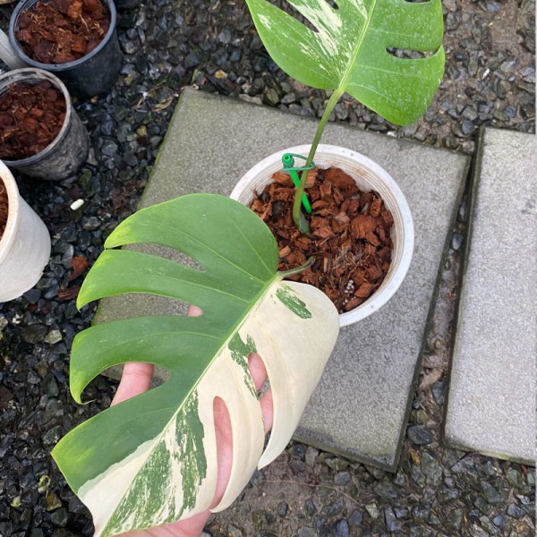 Monstera Japan